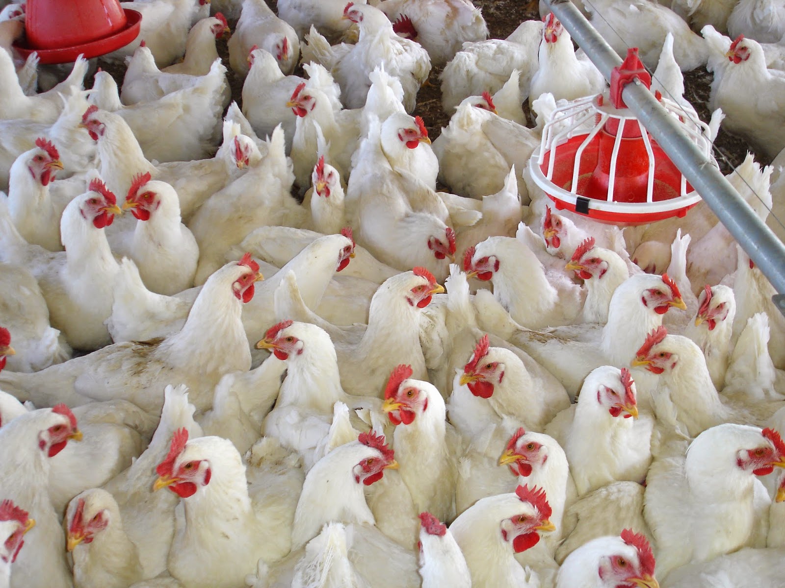الزراعة: 21 مليون دجاجة حاجة السوق الأردني في رمضان