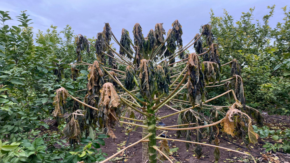 الحنيفات يوعز بتعويض المزارعين المتضررين جراء الأمطار الاخيرة