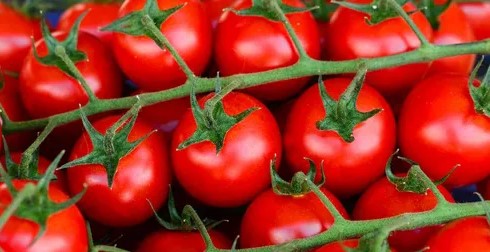 كم بلغ سعر كيلو البندورة في السوق اليوم؟