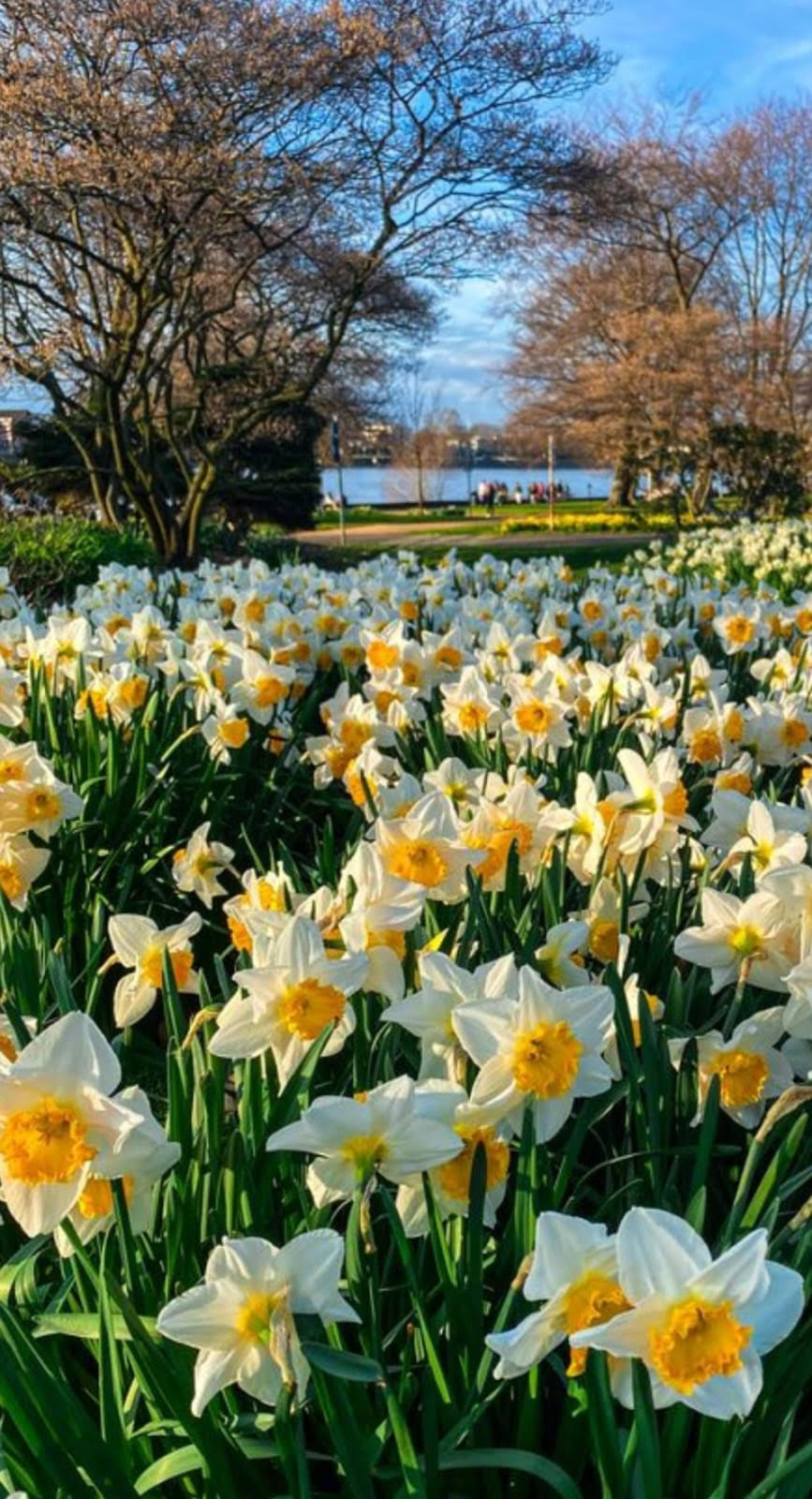 لكنَّكِ رحلتِ...