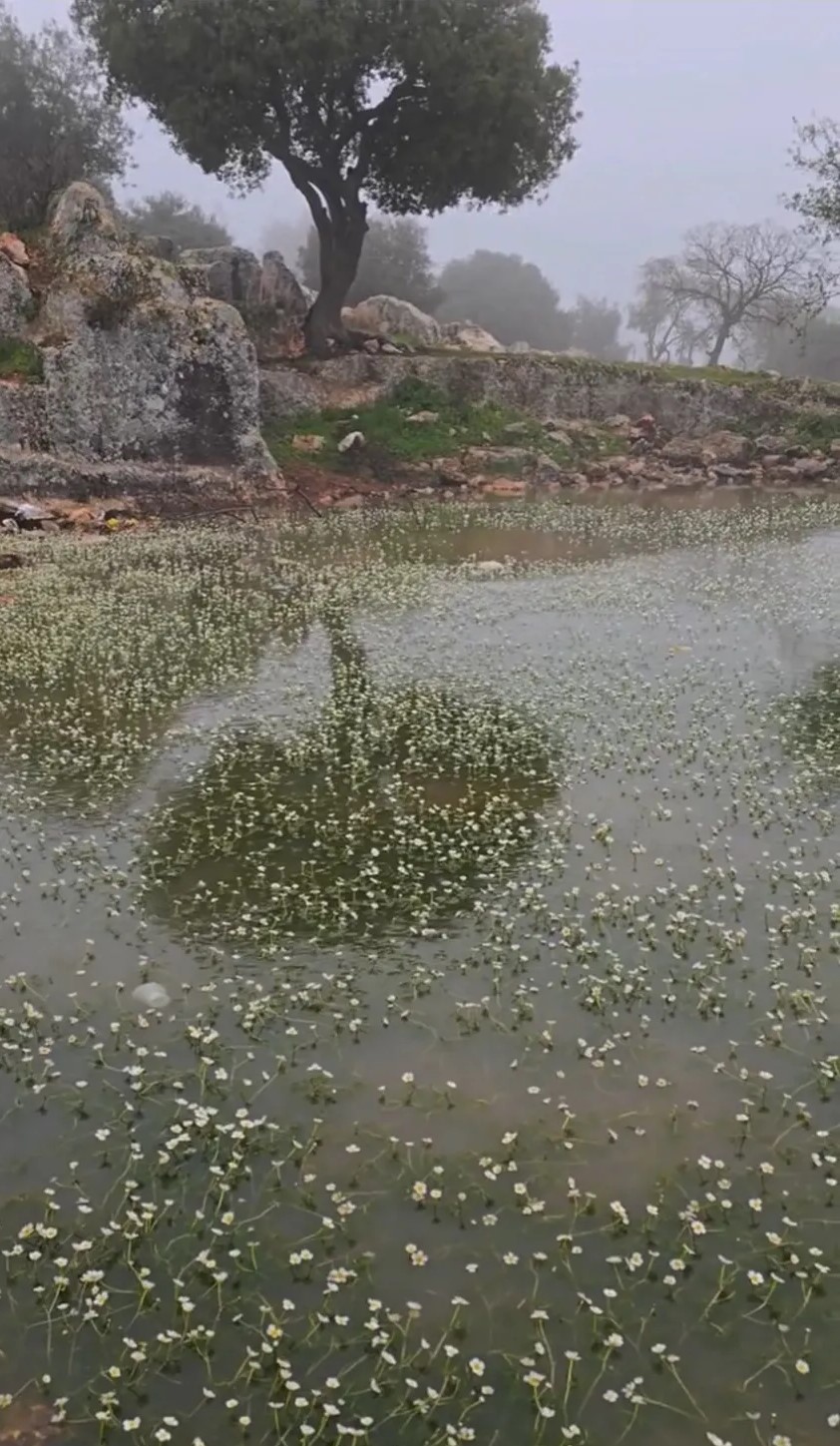 بركة شين في رأس منيف إرث طبيعي وأثري يستحق الحماية