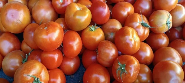 البندورة بـ 55 قرش في السوق المركزي اليوم