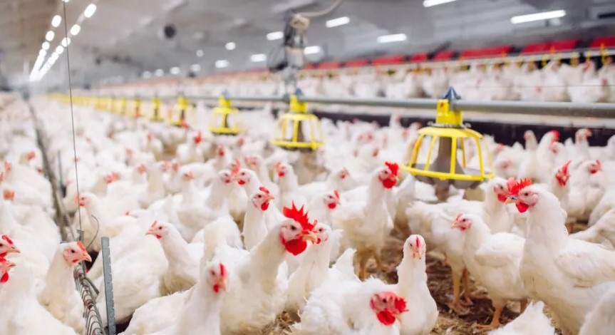 انخفاض أسعار الدجاج 15 في السوق المحلي بفعل تراجع الطلب
