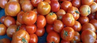 كم بلغ سعر كيلو البندورة في السوق اليوم؟