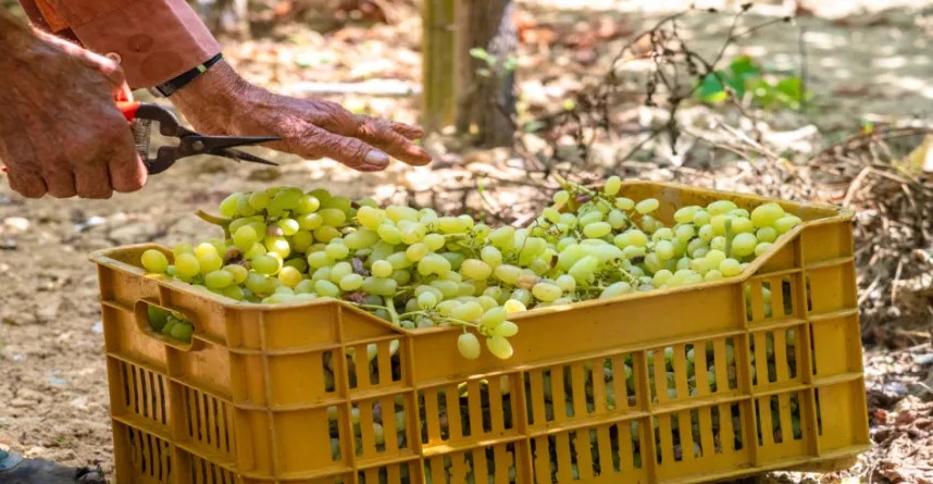 الإحصاءات: 3.2 ارتفاع أسعار المنتجين الزراعيين خلال الشهرين الأولين من 2026