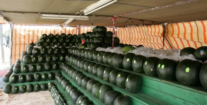 مانة عمّان تعلن بدء استقبال طلبات تصاريح بيع البطيخ والشمام لعام 2026