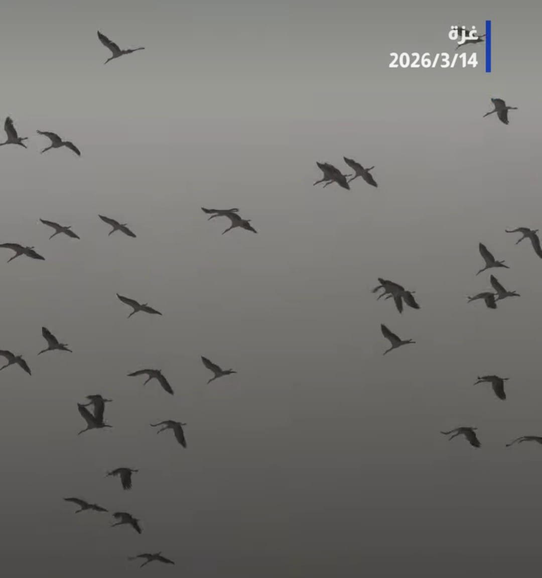 سنعود يومًا...