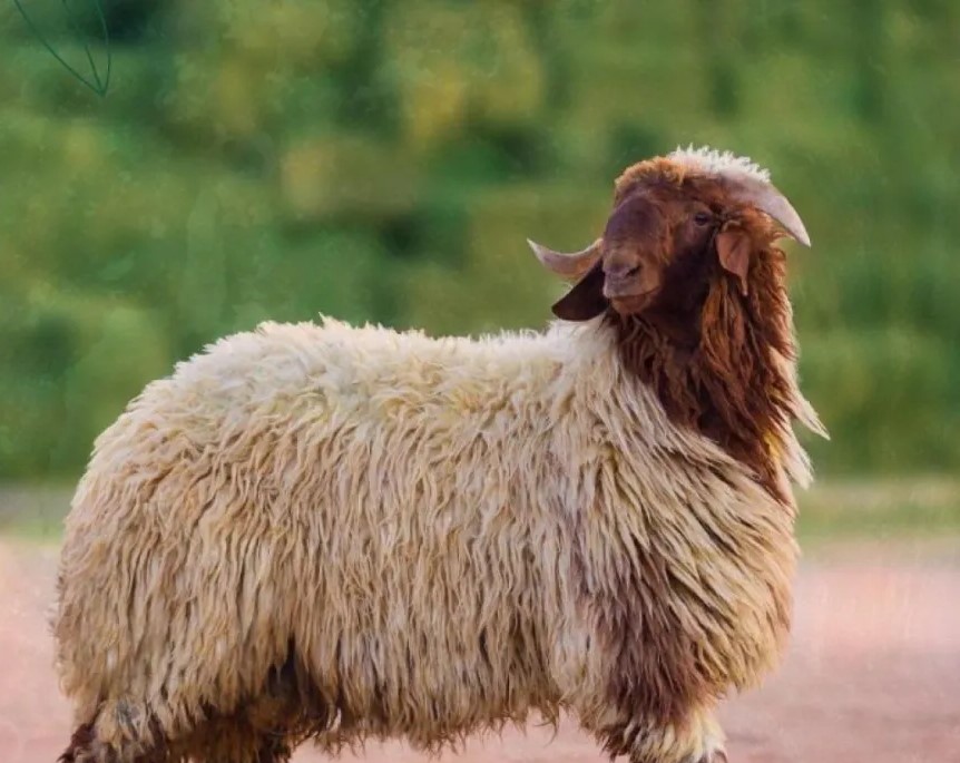 توقعات بارتفاع أسعار الأضاحي 50 ديناراً مع اقتراب الموسم