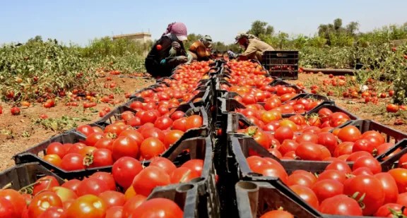 وزير الزراعة يرفع سقف تصدير البندورة إلى 16 طبلية لكل شاحنة مبردة