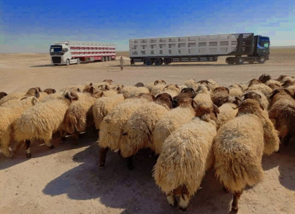 وسط غياب الشفافية الحكومية..توقف تصدير المواشي السورية عبر الاردن ما تزال تتفاعل