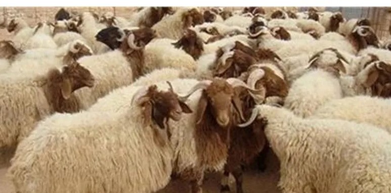 خريسات: ارتفاع كلف الأعلاف يرفع أسعار اللحوم وتوقعات بزيادة الأضاحي 10