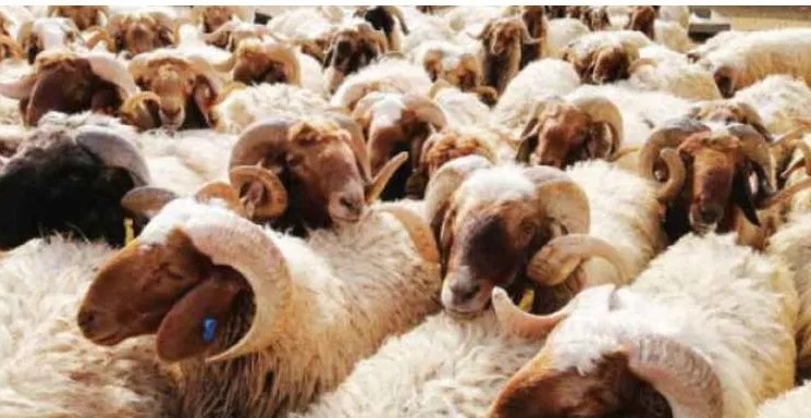 الزراعة: نصف مليون أضحية محلية و272 ألفا مستوردة لتغطية الطلب خلال العيد