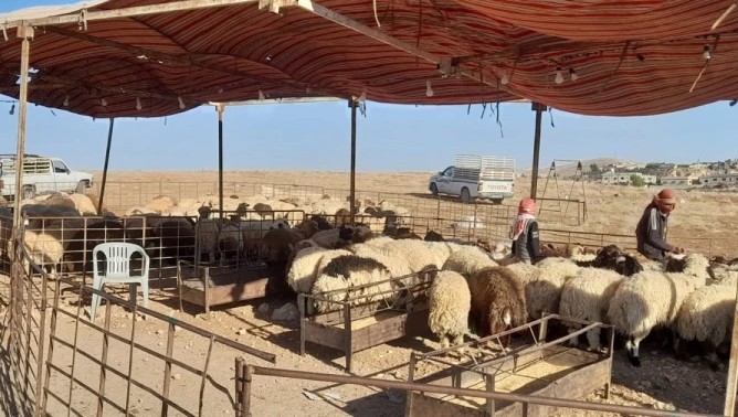 الرصيفة: تجار الأضاحي يثمنون قرار تخفيض رسوم ترخيص الحظائر وتوحيد موقعها