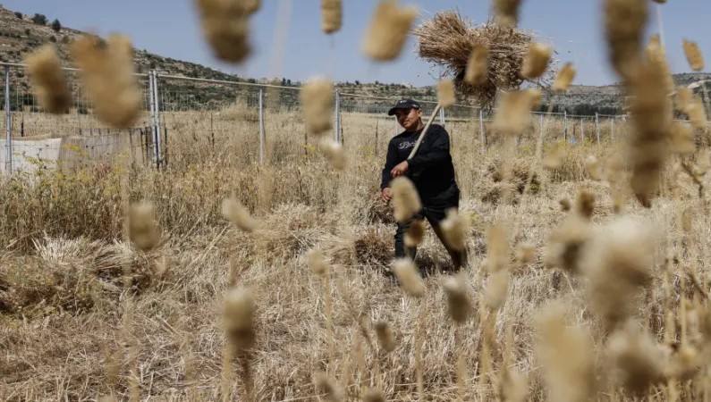 مزارعون فلسطينيون يسرعون إلى الحصاد في مواجهة عنف المستوطنين
