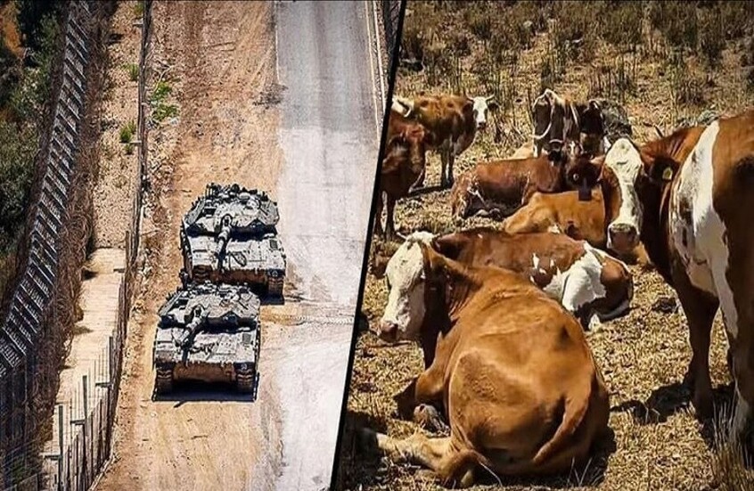 سرية الأبقار.. مشروع إسرائيلي للسيطرة على الأراضي السورية