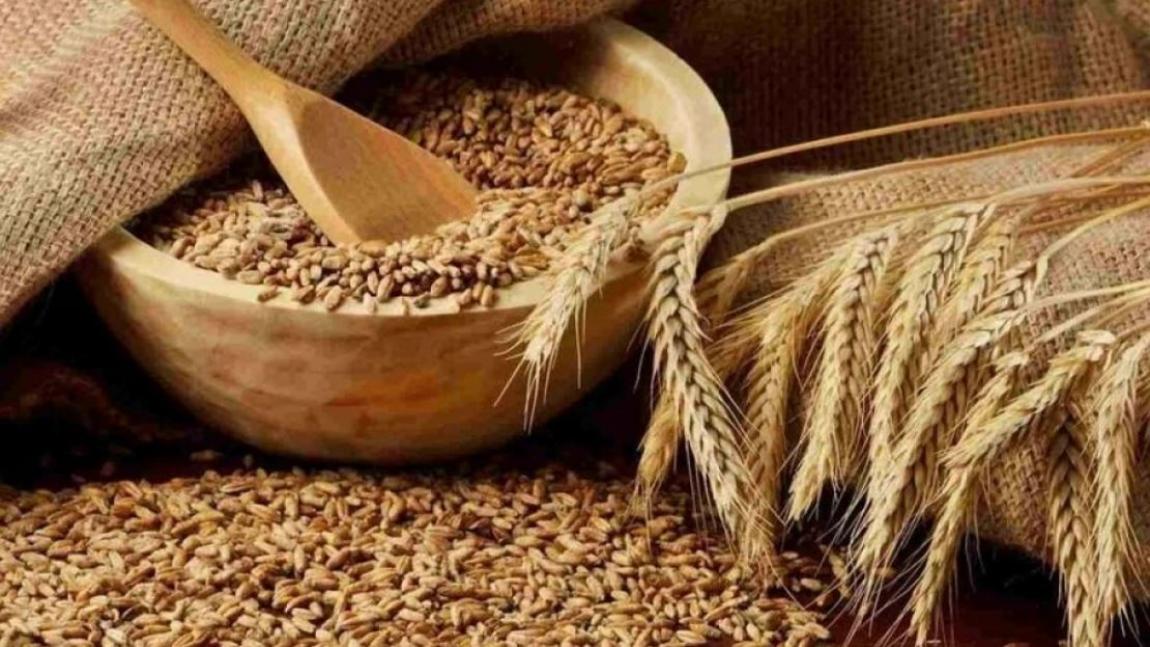 الأردن يطرح عطاء لشراء 100 ألف طن من الشعير